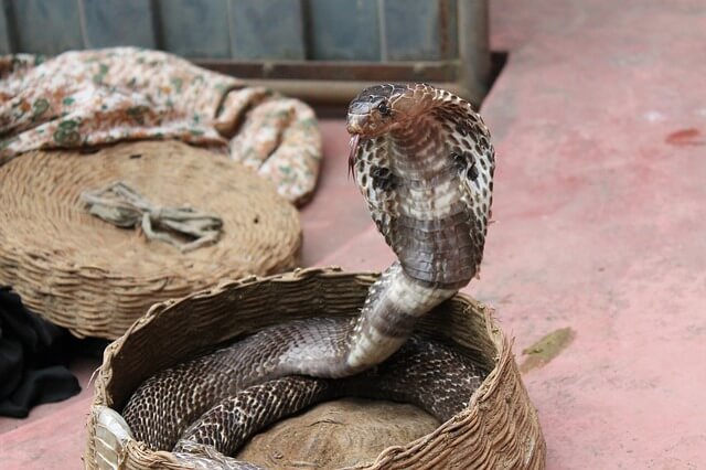 Jadowita i niebezpieczna kobra królewska
