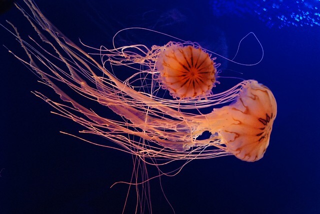 Gatunek niebezpiecznej meduzy toksycznej