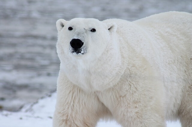 Wielki, piekny i niebezpieczny niedźwiedź polarny
