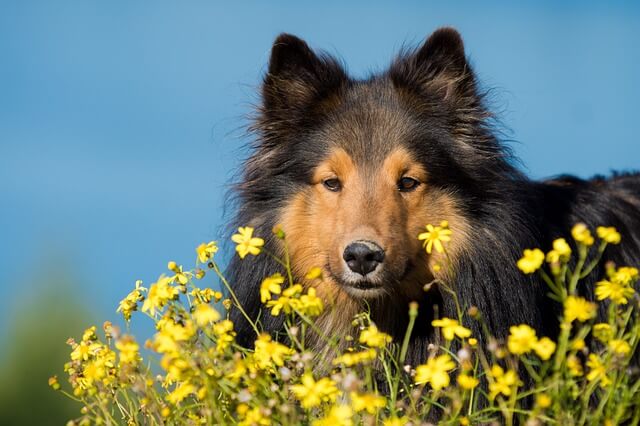 Jak uczyć psa sztuczek czyli zabawa z pupilem może być tresurą